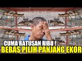 GEGERKAN PASAR ! KAKEK INI JUAL MURAI MUDA HUTAN CUMA RATUSAN RIBU BEBAS PILIH PANJANG EKOR