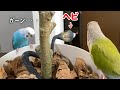 インコが鉢を荒らすようになったのでおもちゃの蛇を置いてみた