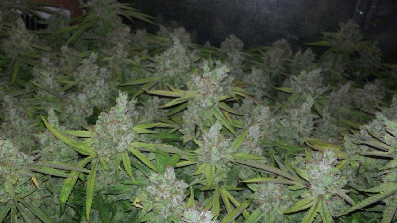 Drone View of Goji OG #4 Before Being Chopped