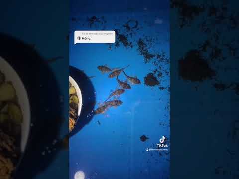 Video Thả cá lau kính da beo vào hồ đầy rêu nhớt và cái kết…... - youtube