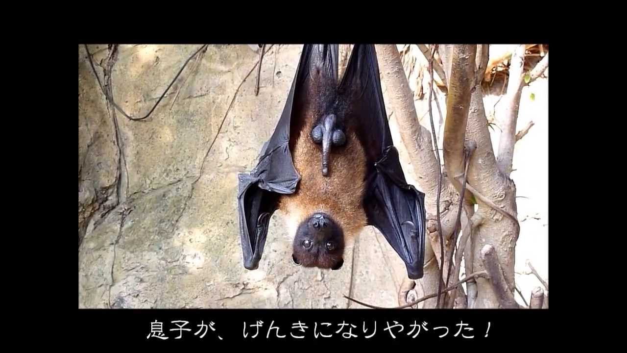フィリピンオオコウモリの動画 画像 動画検索 マイルドサイト