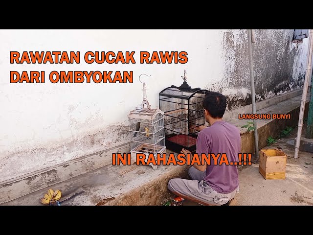 CARA MERAWAT CUCAK RAWIS DARI OMBYOKAN AGAR BISA LANGSUNG BUNYI - PART 3 class=