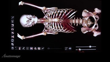 ANATOMAGE   Comment utiliser les barres de niveaux