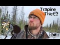 The Trapline Thief