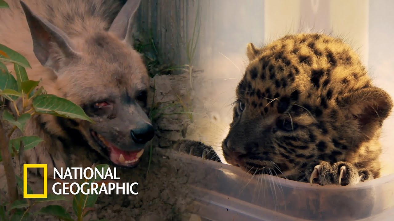 시력을 잃은 하이에나와 어미를 잃은 아기 표범