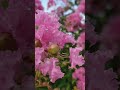 #song #romantic #nature # youTube shorts#Ek jhank Pakhi ... 🎶🎶🎶🍁🍁🍁😇