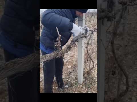 ОБРЕЗКА ВИНОГРАДА.ВОТ ТАК