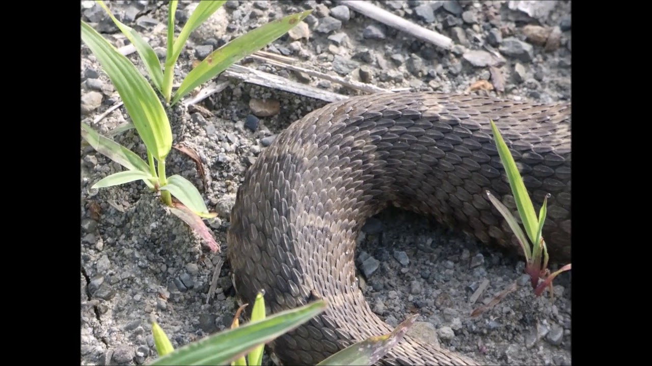 北海道には巨大なマムシが生息していた マムシに噛まれた実例 Youtube