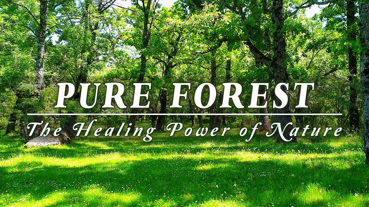 FOREST BATHING 🌳 Healing Power of SPRING MORNING SOUNDS 🌳GENTLE BREEZE & Birds Singing in a Forest