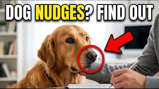 8 Subtle Cues Your Dog Picks Up On And What They Really Mean