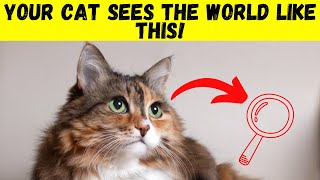 How Do Cats See the World?  Discover the Surprising Feline Vision!