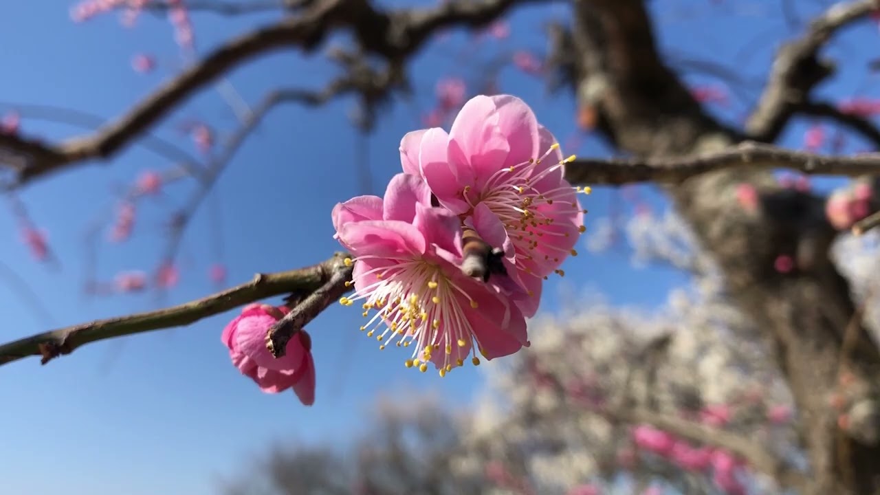 ワイエムエス　フレンドリー　嘉麻市梅林公園の見頃を迎えている梅の花　2026/02/21