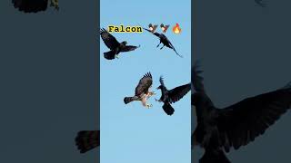 Juvenile red-tailed Hawk fending off a gang of  Ravens. #redshoulderedhawk #hawk #raven #ravens 🦅🦅🔥