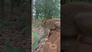 Mallu Rani Ko 1 Bhi Boda Nahi Mila