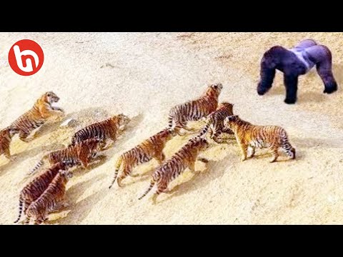 PEMBERANI! Seekor Gorila Tak Gentar Meladeni Kerumunan Macan Terganas, Hewan Terkuat di Afrika