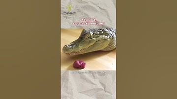 Coi cá sấu như con ruột #tomtatnhanh #reviewnhanh #quytrinhsanxuat #khampha #kienthuc