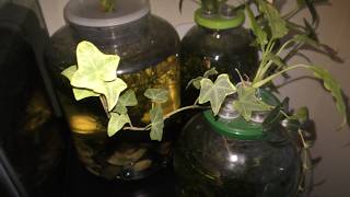 Ivy Aquarium Gardening