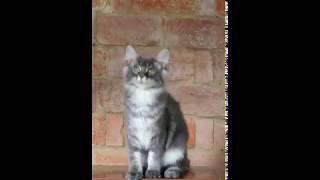 Maine Kitten - Hasna Fire Stone - Female A22