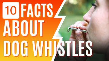 10 Interesting Facts About Dog Whistles You May Not Know
