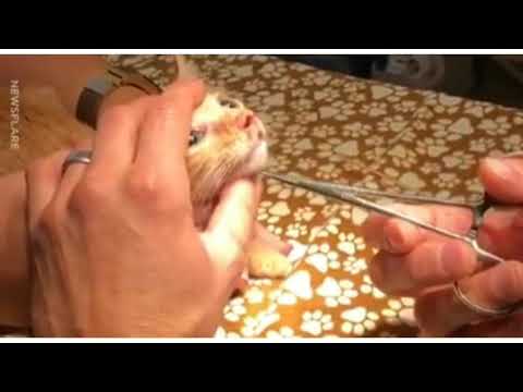 Vídeo: Infecção Por Vermes Estomacais (fisalopterose) Em Gatos