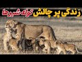 رازهای زندگی حیرت انگیز توله شیرها چرا توله شیرها از چندماهگی باید شکار کنند مستند حیات وحش 