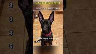 Dogs being idiots part 348 😂| Funny dogs compilation #funnydog #funnypet #cutedog #dog #dogsworld