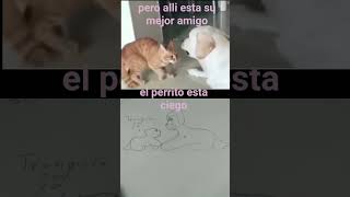pobrezito le quitaron la la vista