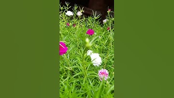 Sawan Ka Mahina, Full HD 4K status video