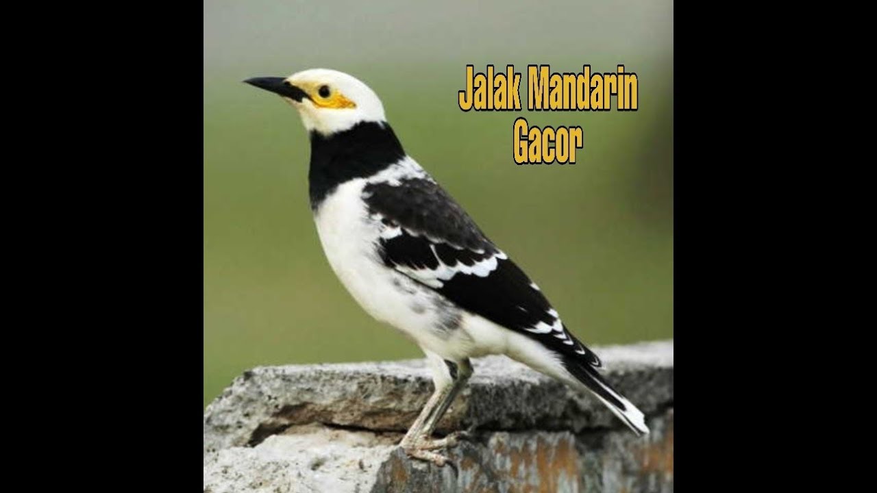Jalak Mandarin Gacor Youtube