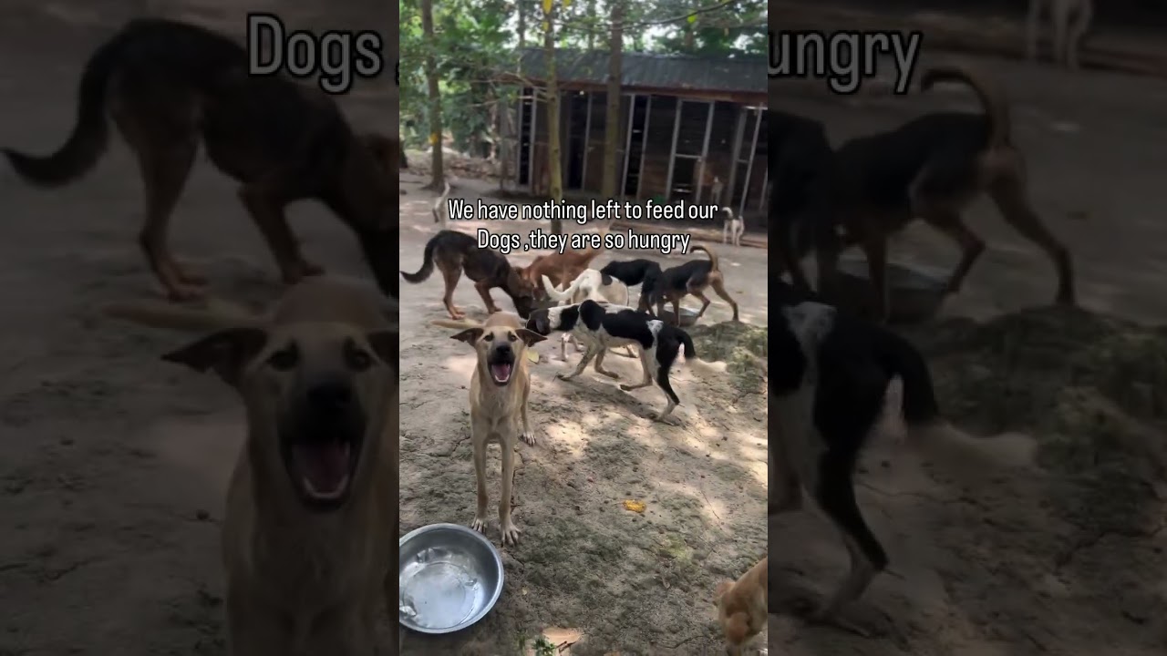 🚨Urgent: Please help us save these dogs lives. Donation link and more details in comments 