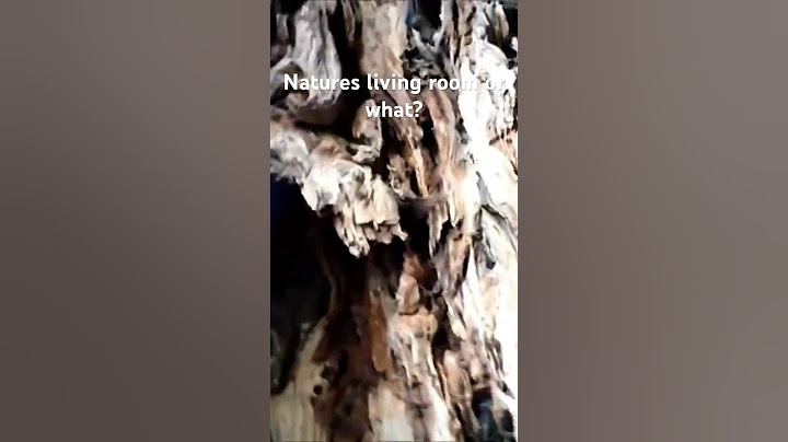 🌳 Nature's Living Room: Inside the Hollow 500-Year-Old Yew #RIPRed