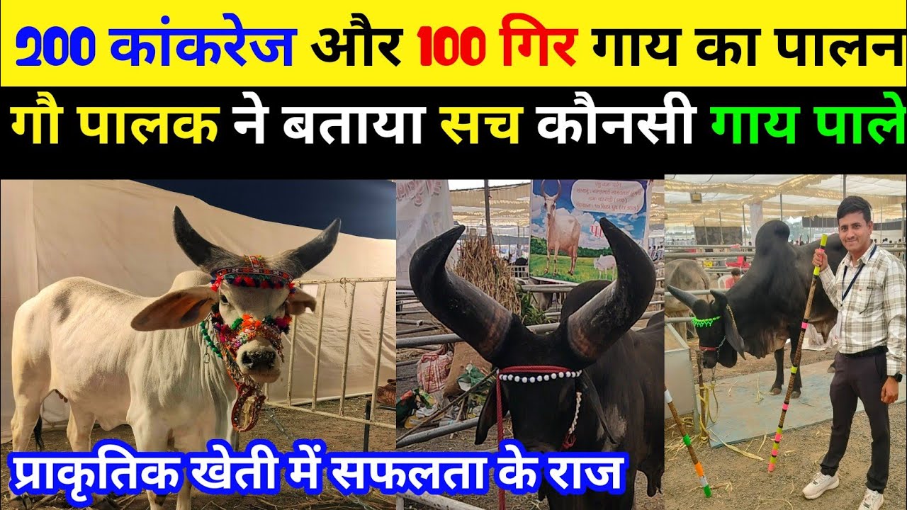 कांकरेज गाय पालन बहुत आसान।200 गायों का पालन करते है। प्राकृतिक खेती में सफलता 