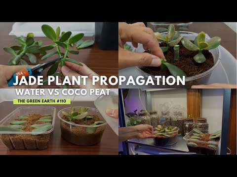 #110 : How to Grow Jade Plant in Water and Coco Peat? | Jade Plant Propagation