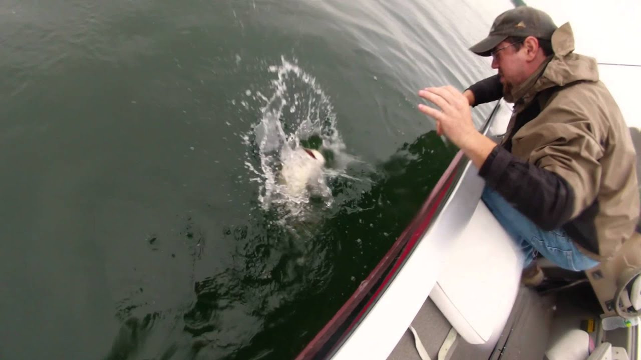 Lake trout fishing on Cayuga lake RebelSportsmans YouTube