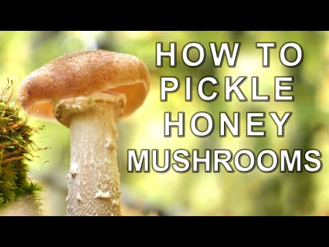 Video: How To Pickle Honey Mushrooms