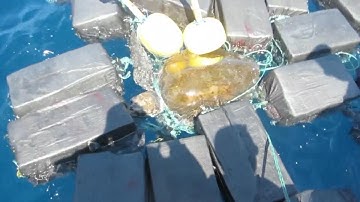 Coast Guard Finds Endangered Sea Turtle Trapped in 1,800 Pounds of Cocaine