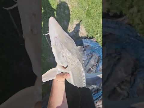 Waarom ziet deze vis er zo apart uit? by Jose Izas Flores