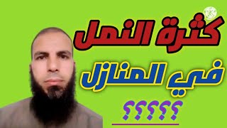 كثرة النمل في المنازل؟؟؟