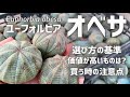 ユーフォルビア オベサを買う時は"ここ"に注目して下さい。【講師:メデル】