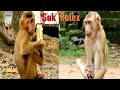 Monkey Rolex And All Monkeys Happy to See Abandoned Monkey Sok Come Back From Vet After Healing Eyes