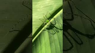 #spiders #gardenspiders #spider #spiders #gardenspiders #spider
