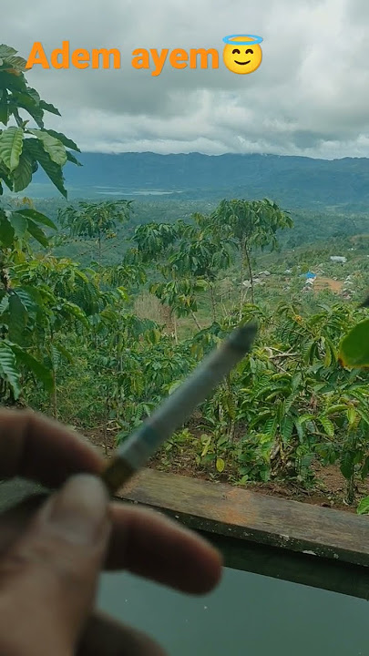 pemandangan di atas gunung||kebun kopi