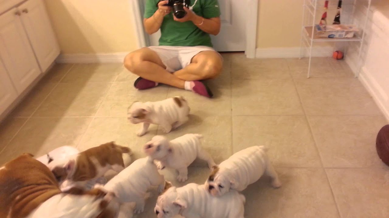English Bulldog Puppies 8 weeks old