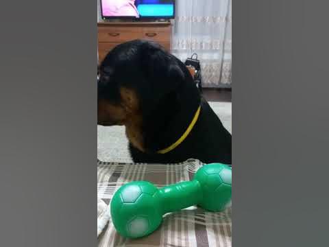 Ложная беременность у собак! - YouTube