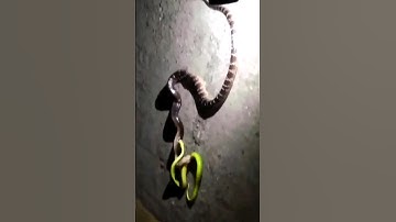 Rắn cạp nia vs  Rắn lục đuôi đỏ | @thegioiran