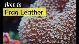 How To Frag Leather Coral Tutorial
