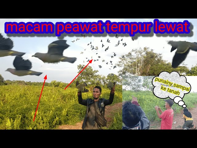 Tinggal mungut burung punai sampai ke tanah panen di spot lama@jasmanchannel9959 class=