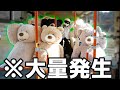 【大量発生】コストコのくま軍団と行く東京観光(東京ツアー)