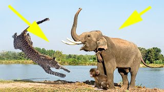 The Kind Elephant Kills Leopard To Save Baby Monkey | WILDEBEEST, Buffalo, Hippo