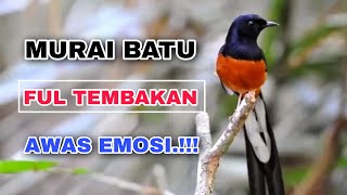 Masteran Murai Batu Full Isian | Suara Burung, Relaksasi Alam, Suara Kicau, Meditasi Alam